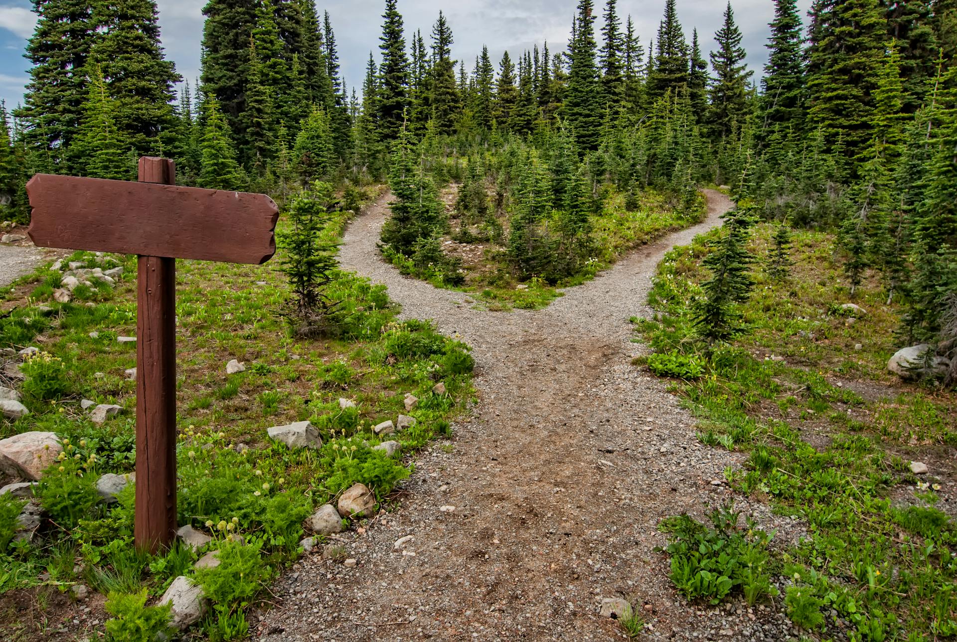 Misty forest path
